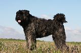 BOUVIER DES FLANDRES 225